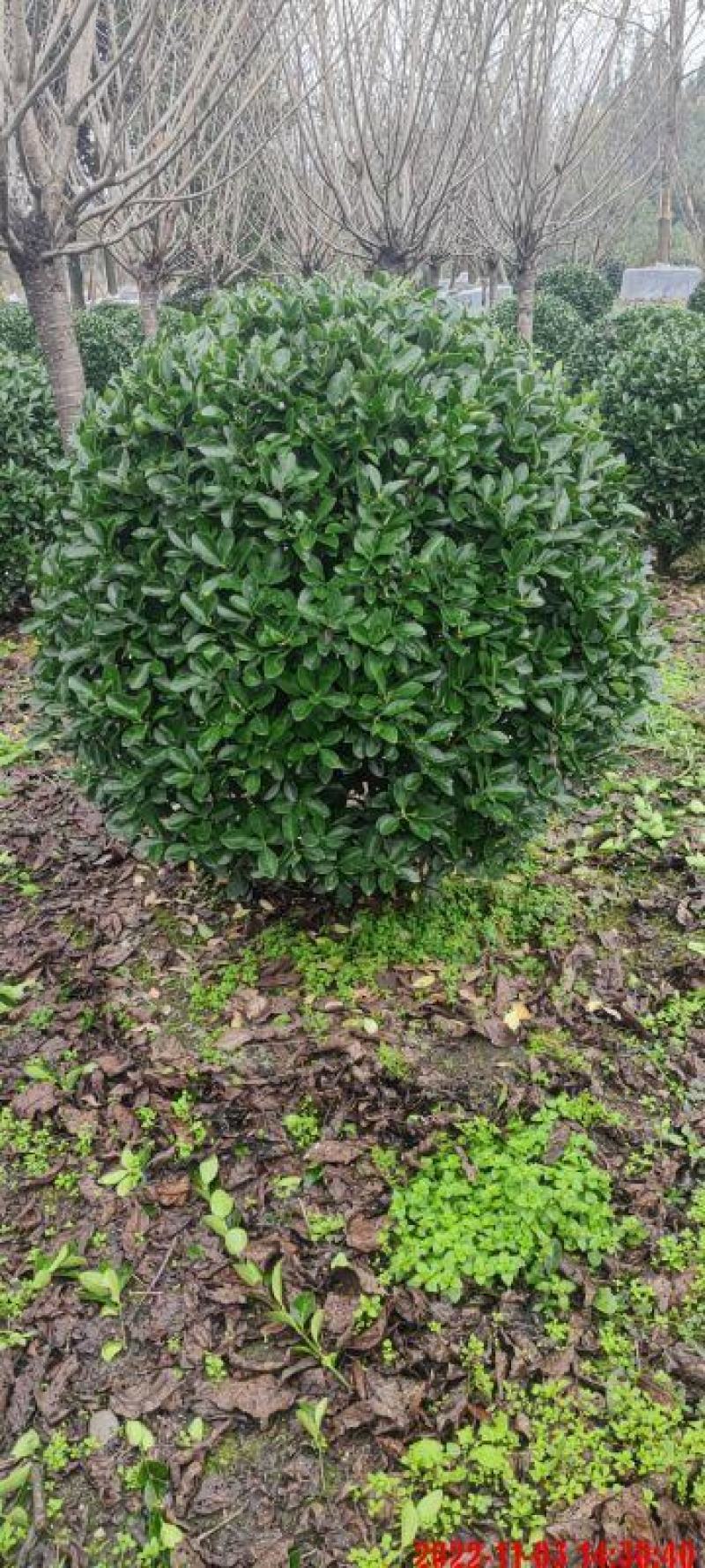 大叶黄杨球，本苗圃大量出售各规格品种，欢迎大家前来选购