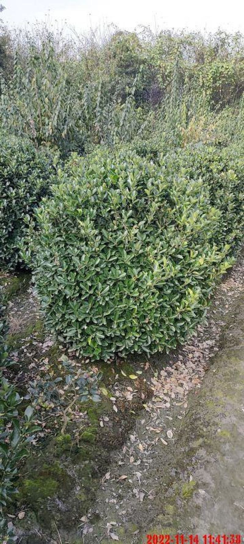 大叶黄杨球，本苗圃大量出售各规格品种，欢迎大家前来选购