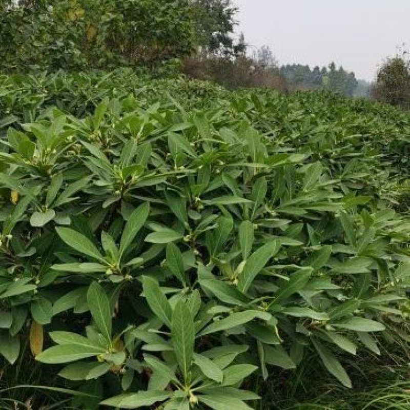 吉香球，本苗圃大量出售各规格品种，欢迎大家前来选购