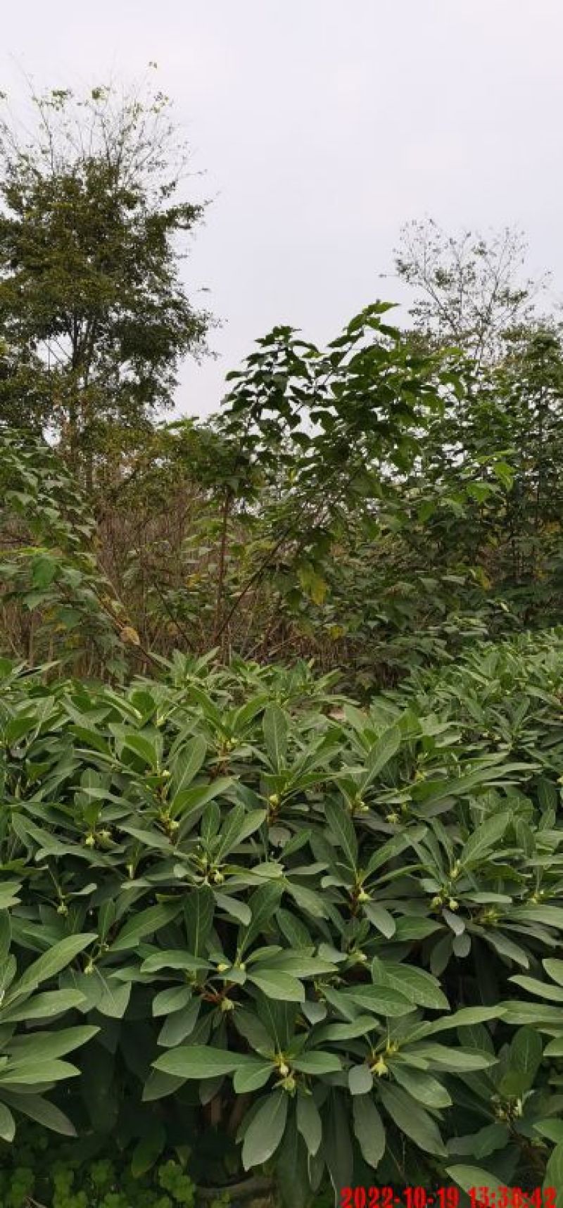 吉香球，本苗圃大量出售各规格品种，欢迎大家前来选购