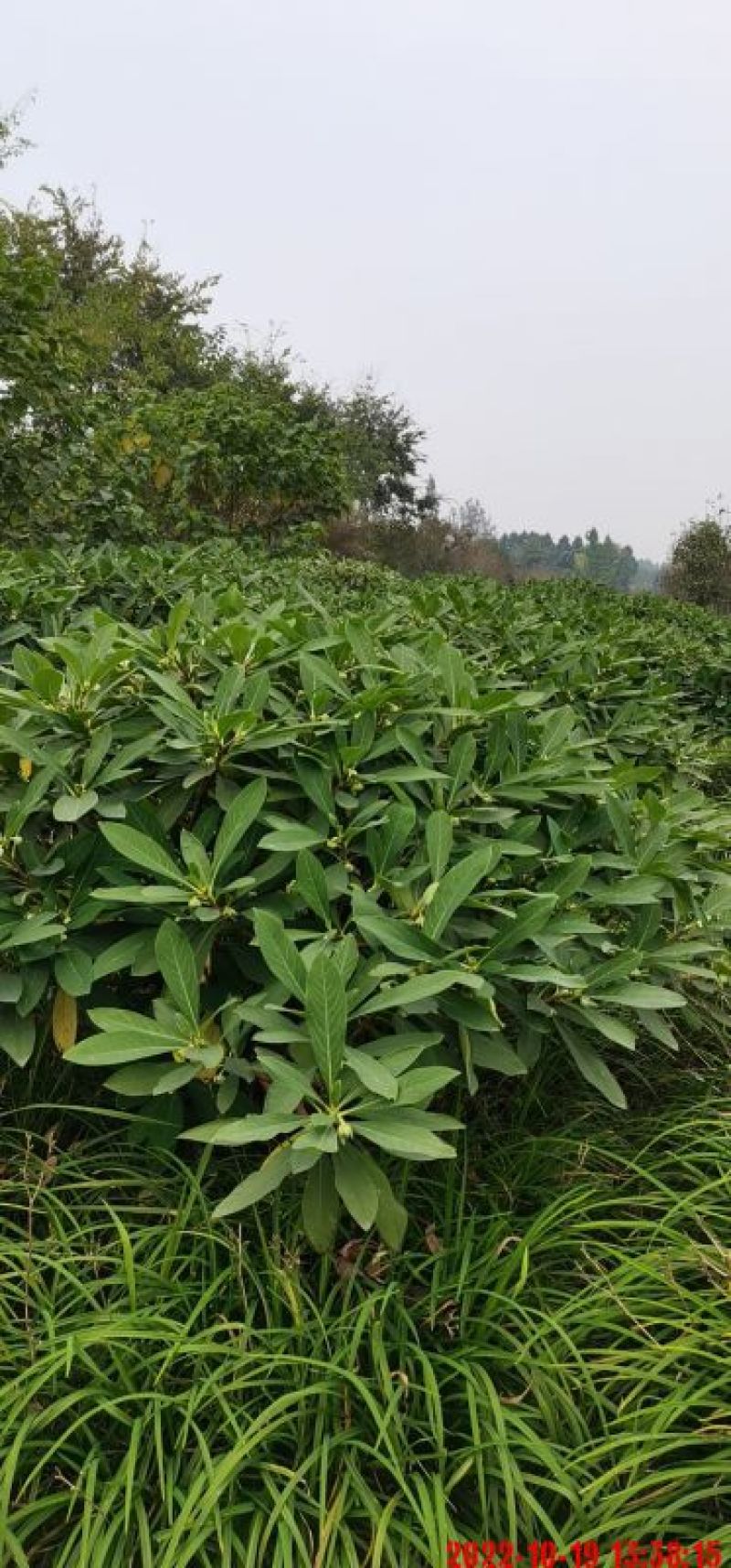 吉香球，本苗圃大量出售各规格品种，欢迎大家前来选购