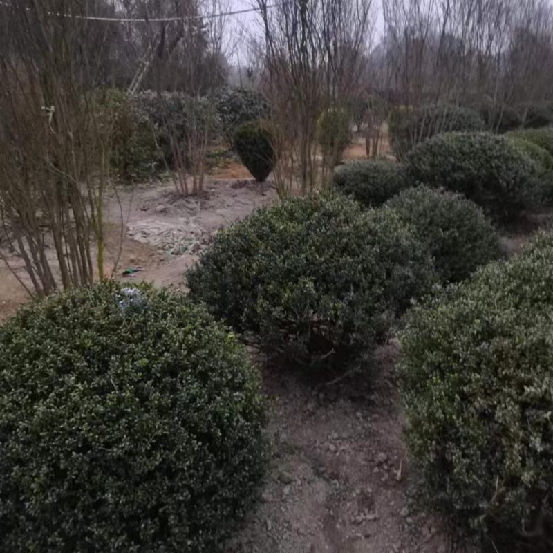 龟甲冬青球，本苗圃大量出售各规格品种，欢迎大家前来选购