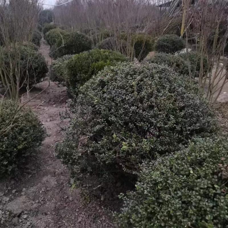 龟甲冬青球，本苗圃大量出售各规格品种，欢迎大家前来选购