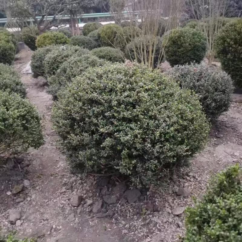龟甲冬青球，本苗圃大量出售各规格品种，欢迎大家前来选购
