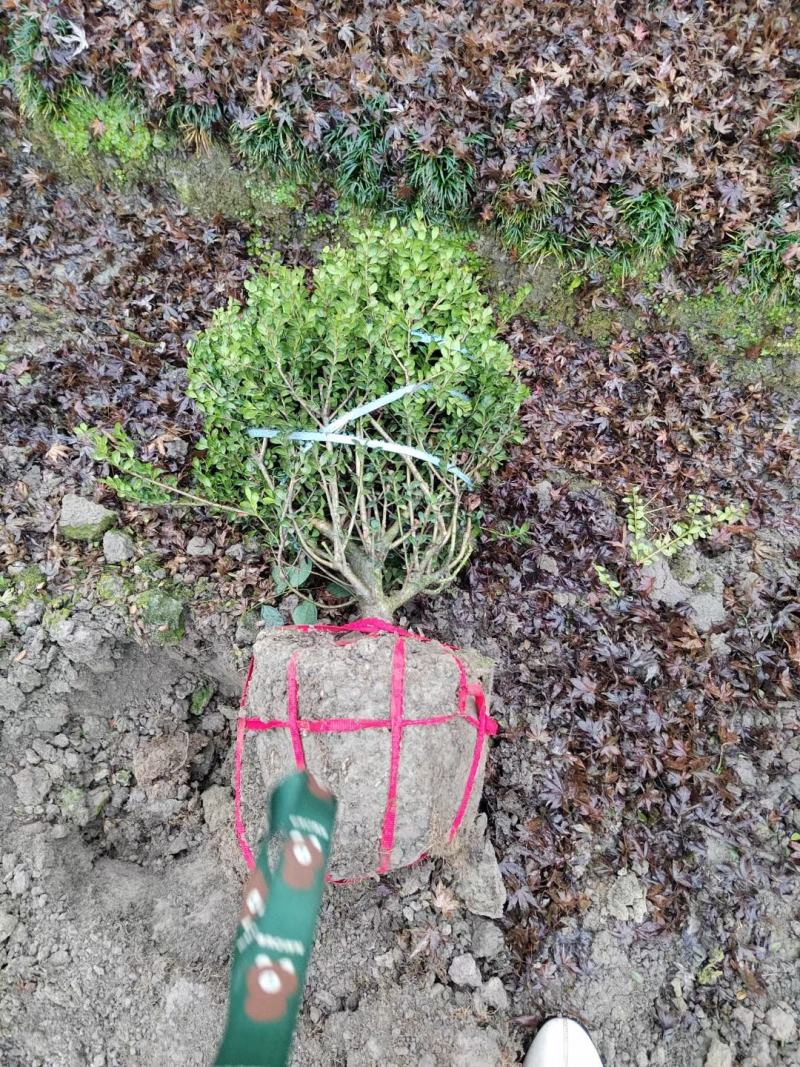 龟甲冬青球，本苗圃大量出售各规格品种，欢迎大家前来选购