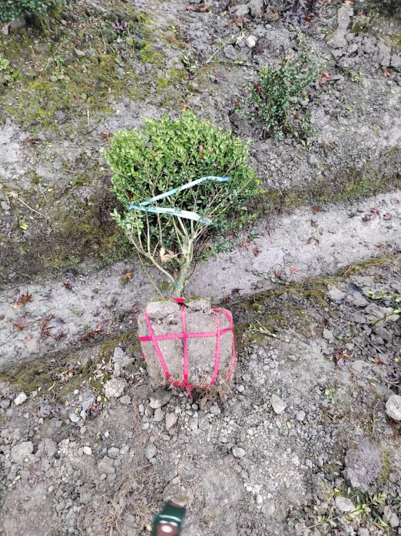 龟甲冬青球，本苗圃大量出售各规格品种，欢迎大家前来选购
