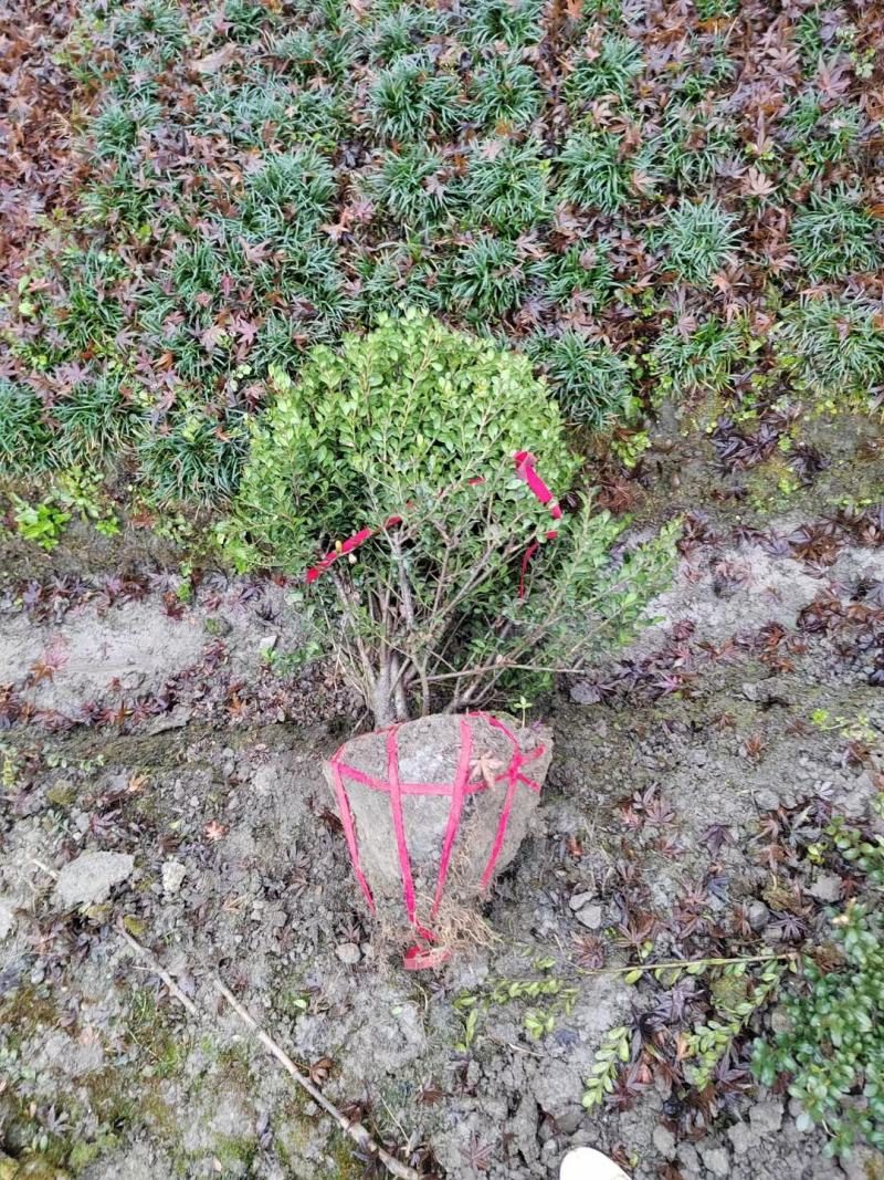 龟甲冬青球，本苗圃大量出售各规格品种，欢迎大家前来选购