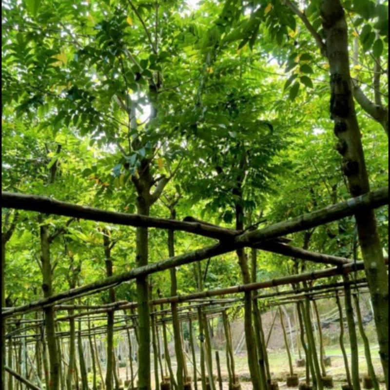 黄花梨