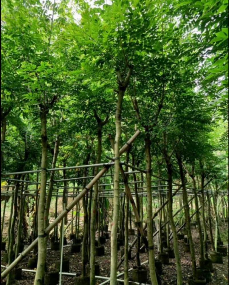 黄花梨