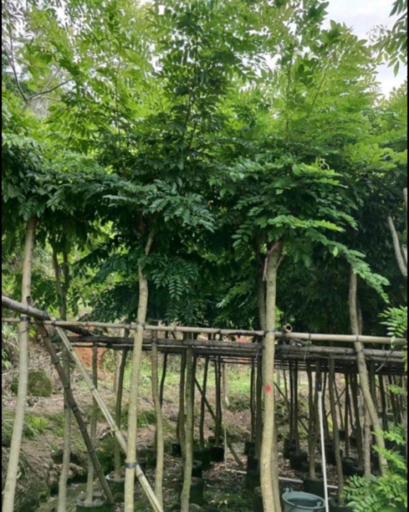 黄花梨