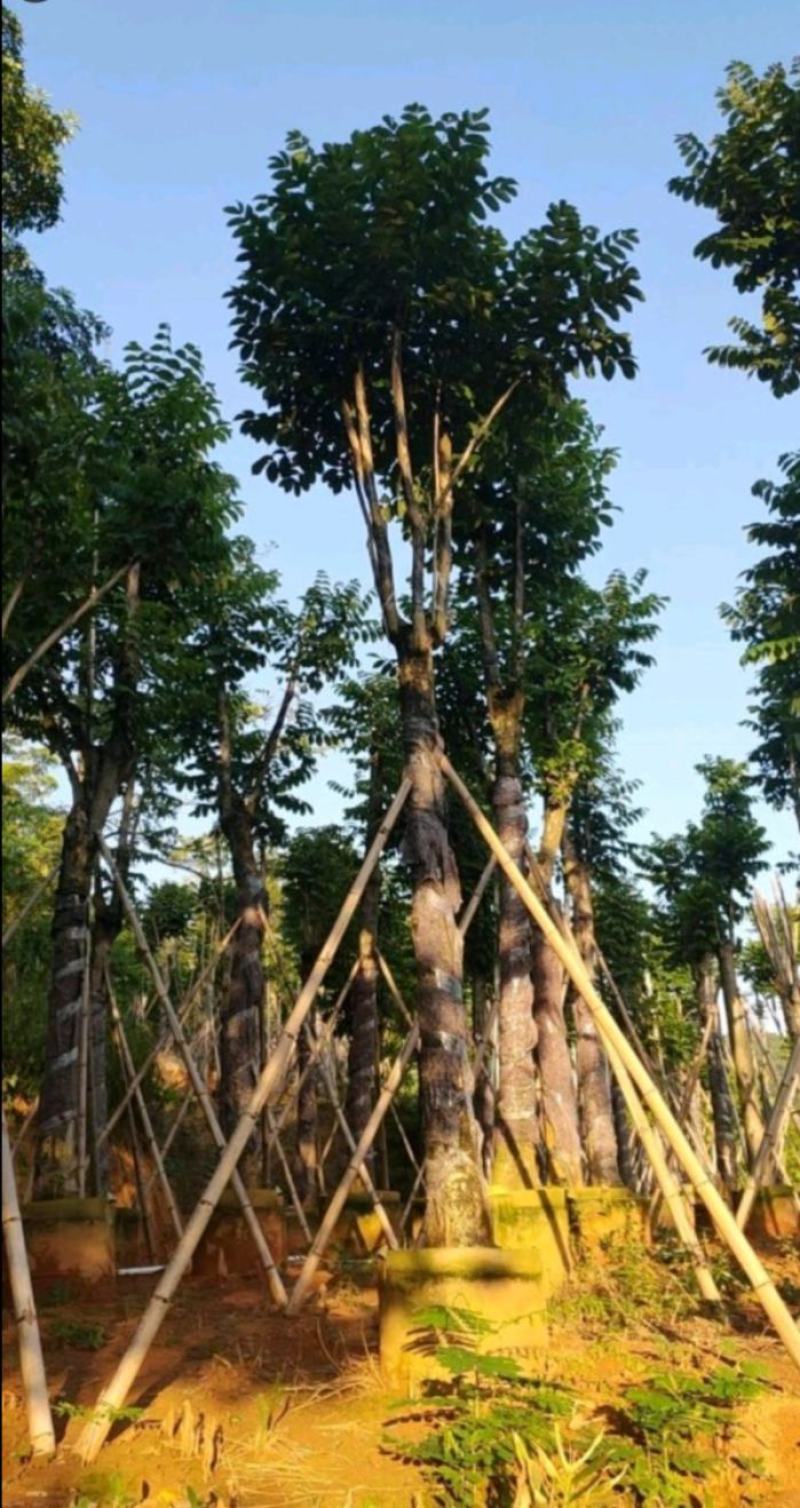 火焰木