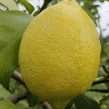云南西双版纳.柠檬大量上市对接市场超市电商加工厂