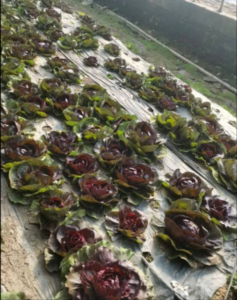 菊苣苗