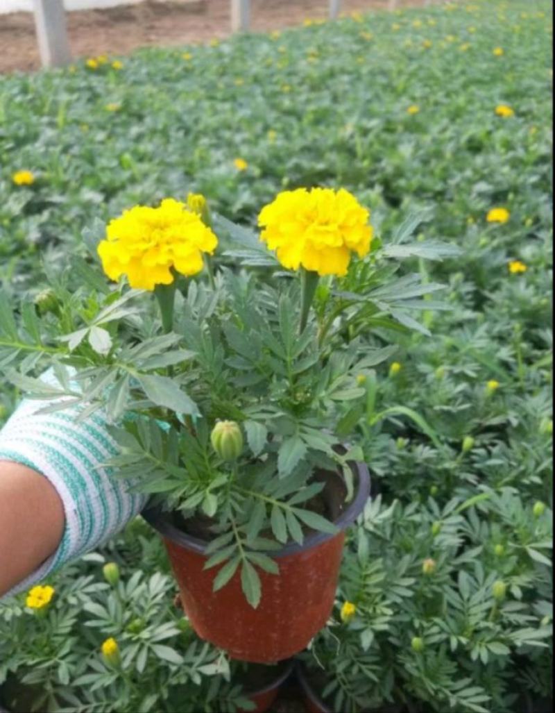 孔雀草苗