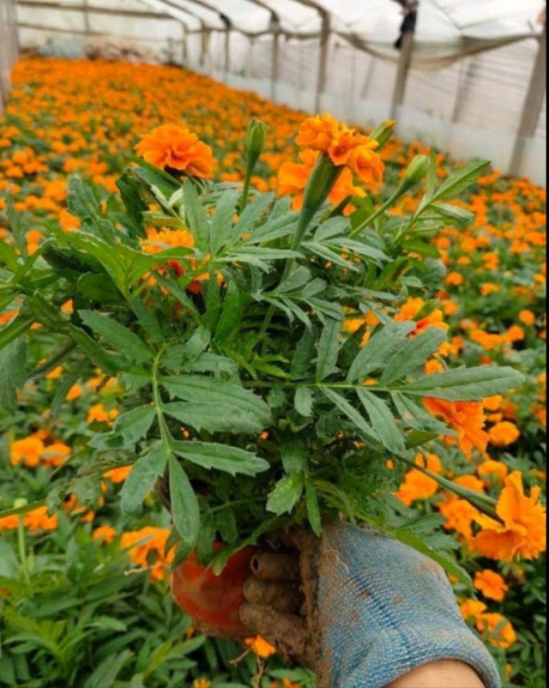 孔雀草苗