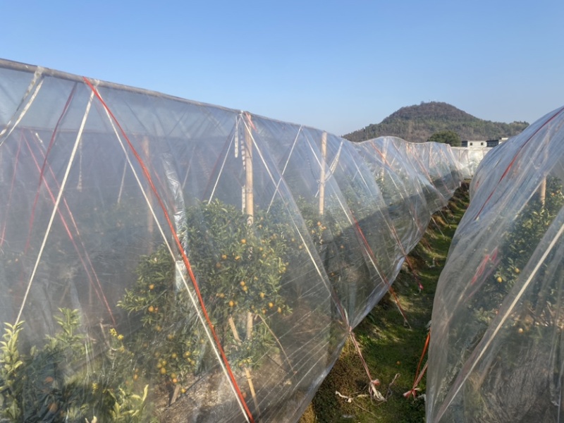 脆蜜金桔寻找批发商