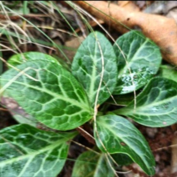 鹿蹄草