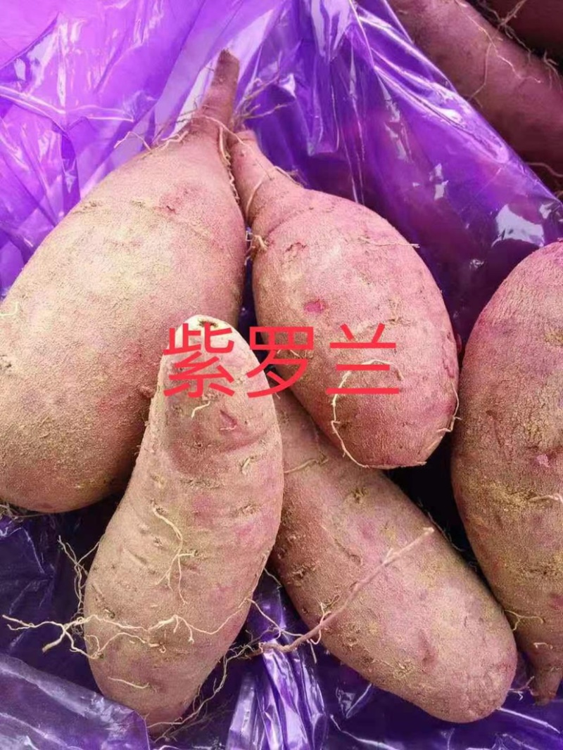 大量出售紫罗兰，山东临沂产地一手货源直发量大价优