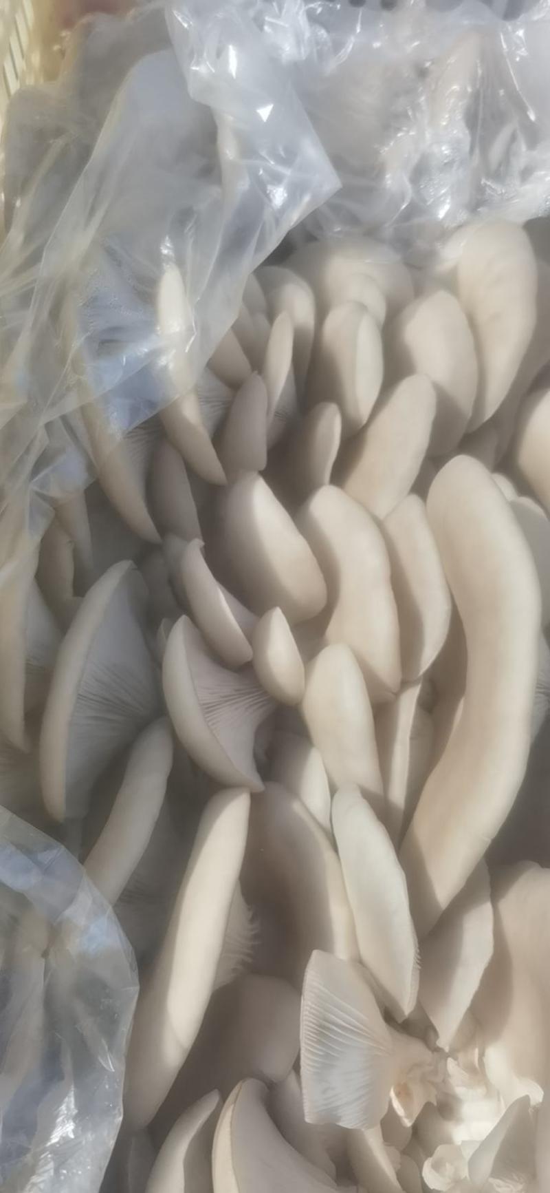 黑白平菇蘑菇货源充足质量保证全国发货
