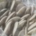 【精品】平菇蘑菇大量上市规格齐全货源稳定，全国发货