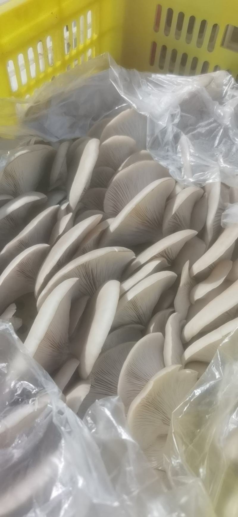 【精品】平菇蘑菇大量上市规格齐全货源稳定，全国发货