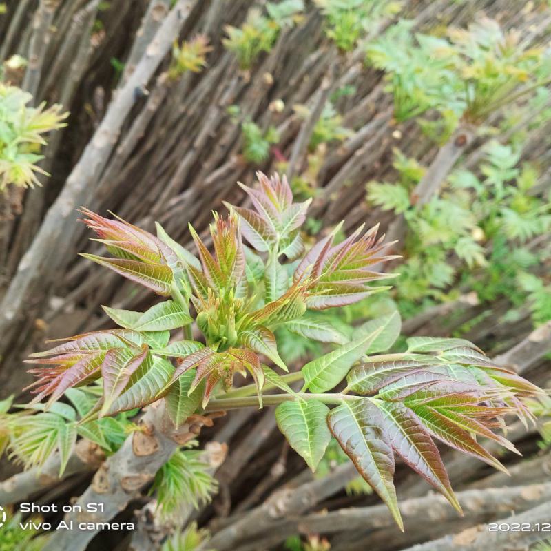 直供新鲜大棚红香椿