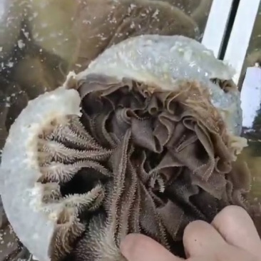 黑个毛肚，火锅搭档，麻辣烫自助餐，凉拌佳品，脆爽美味