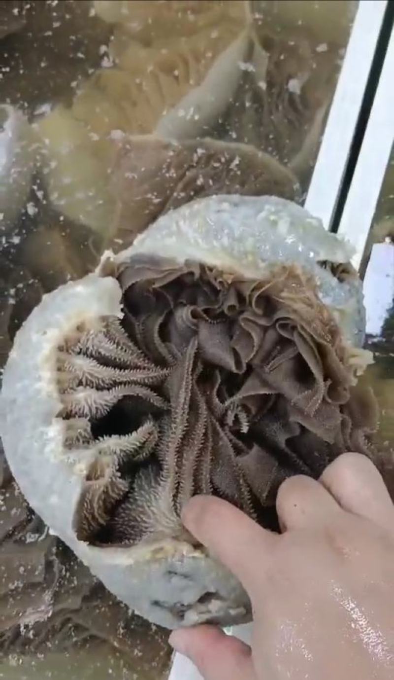 黑个毛肚，火锅搭档，麻辣烫自助餐，凉拌佳品，脆爽美味