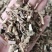 霍香广霍香大量有货量大从优手机实物拍摄欢迎选购