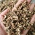 霍香广霍香大量有货量大从优手机实物拍摄欢迎选购
