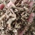 霍香广霍香大量有货量大从优手机实物拍摄欢迎选购