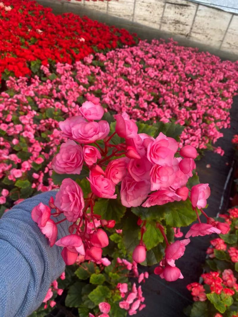 【牛商推荐】丽格海棠，场地发货，对接大型批发商，欢迎来电咨询