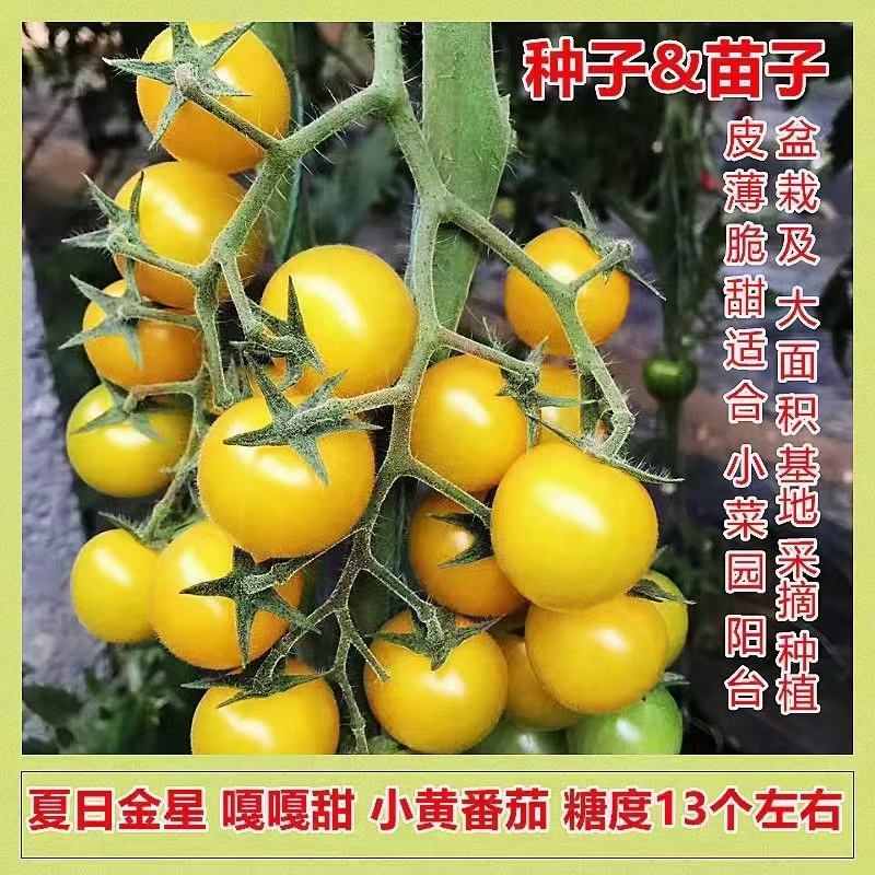 小西红柿种子圣女果种子特色采摘口感小番茄种子