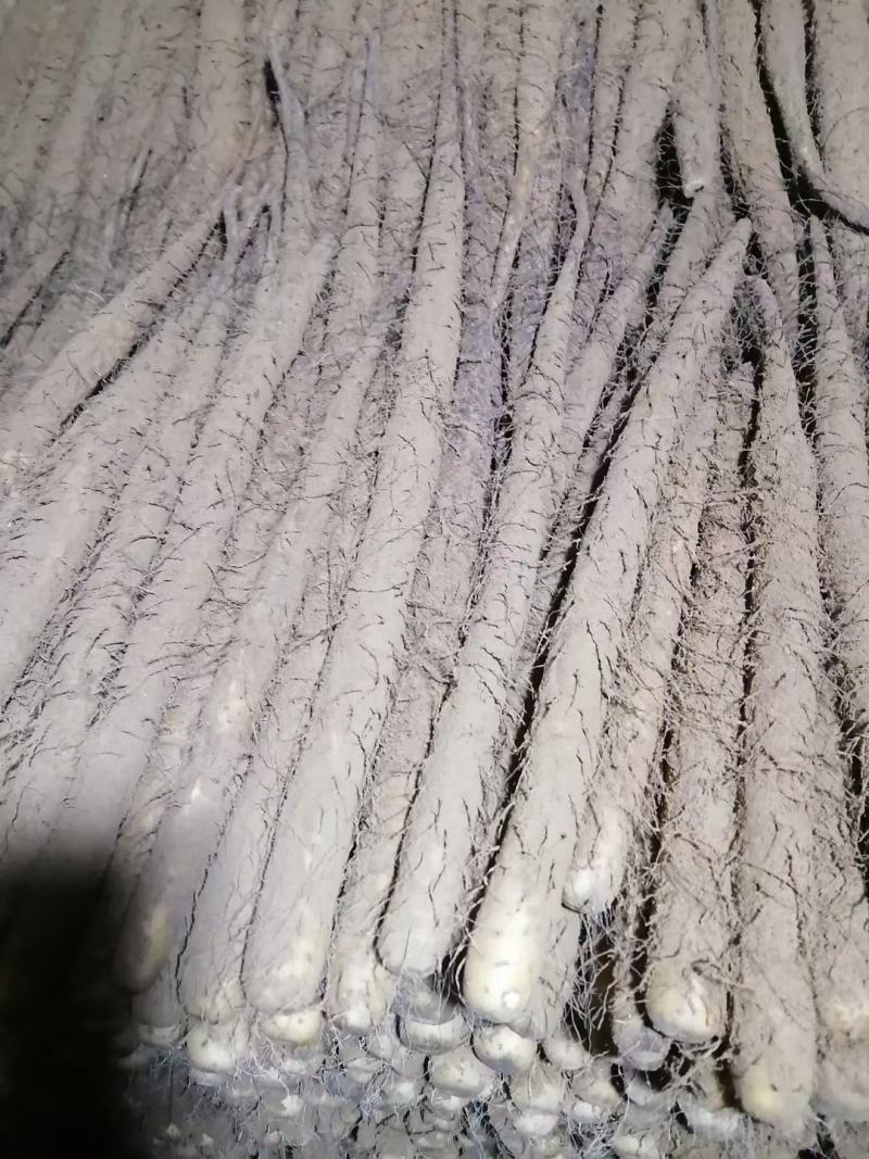 双棒麻山药