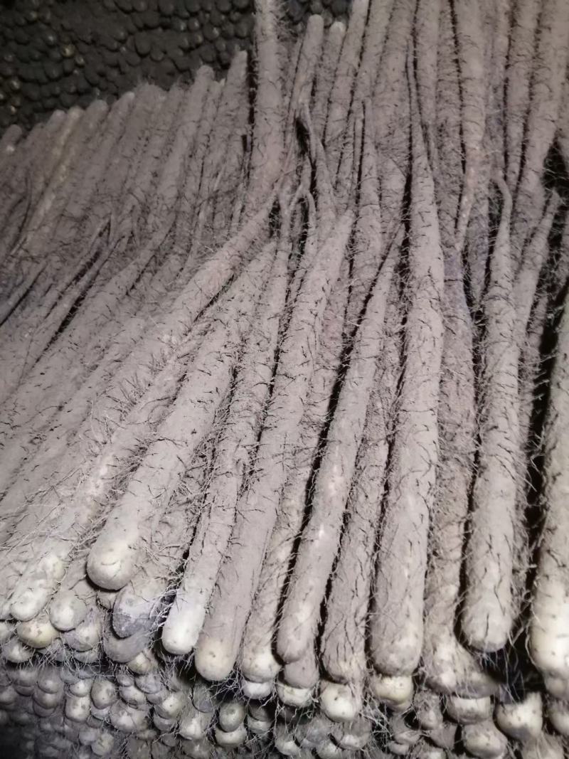 双棒麻山药