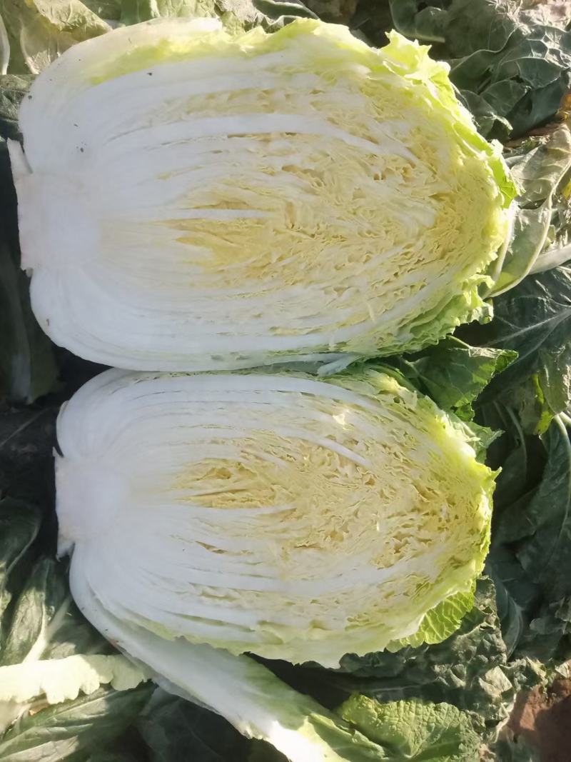 精品黄心白菜