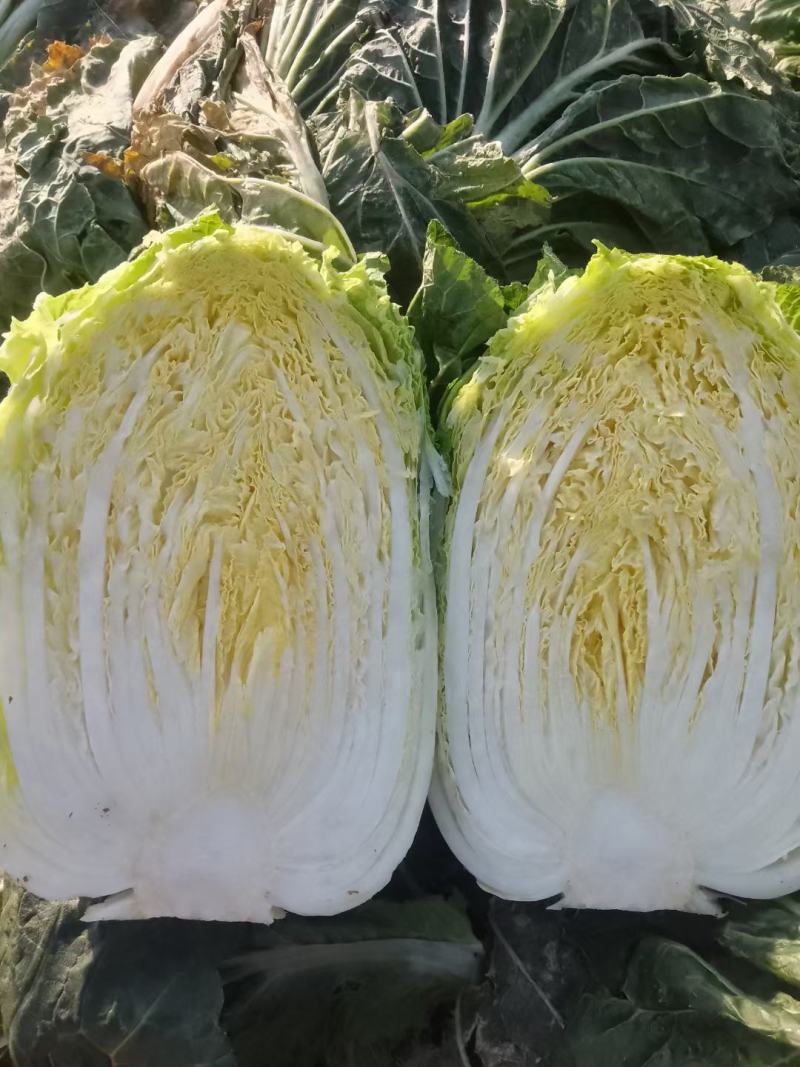 精品黄心白菜