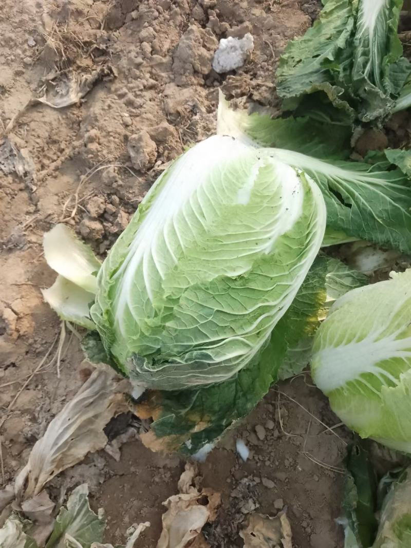 精品黄心白菜