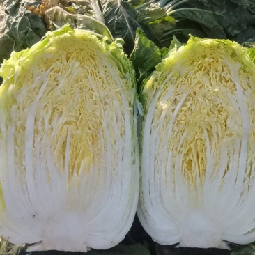 精品黄心白菜