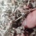 野生艾叶干艾草泡脚泡澡药包家用艾叶艾条艾绒欢迎咨询