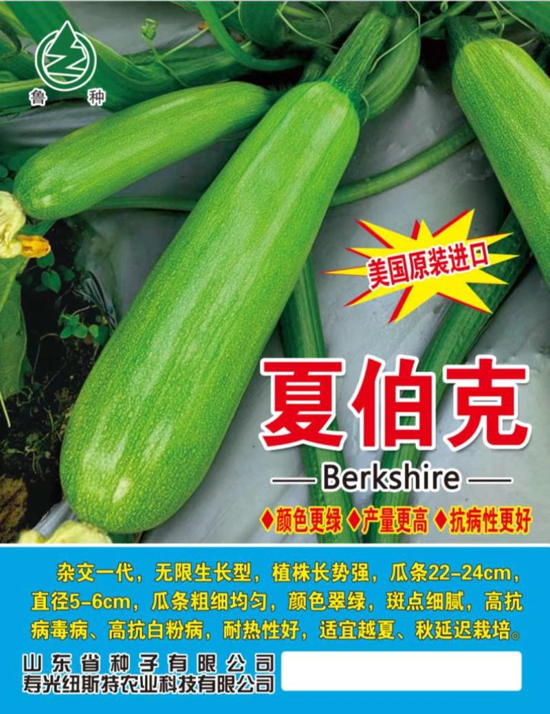 原装进口绿皮西葫芦种子耐高温抗病毒角瓜种子