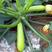 原装进口绿皮西葫芦种子耐高温抗病毒角瓜种子
