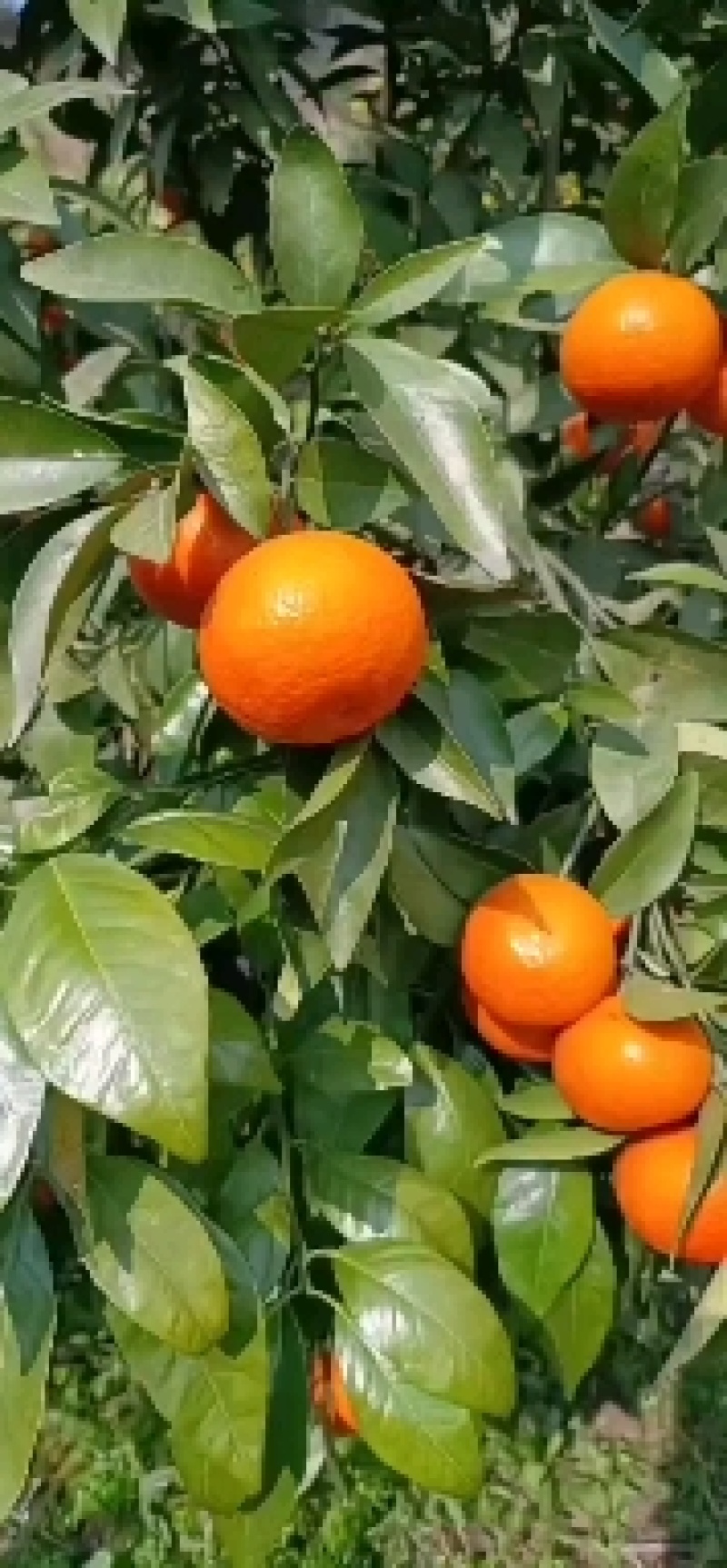 四川优质沃柑，现货上市中，柑橘园基地直采，纯甜多汁
