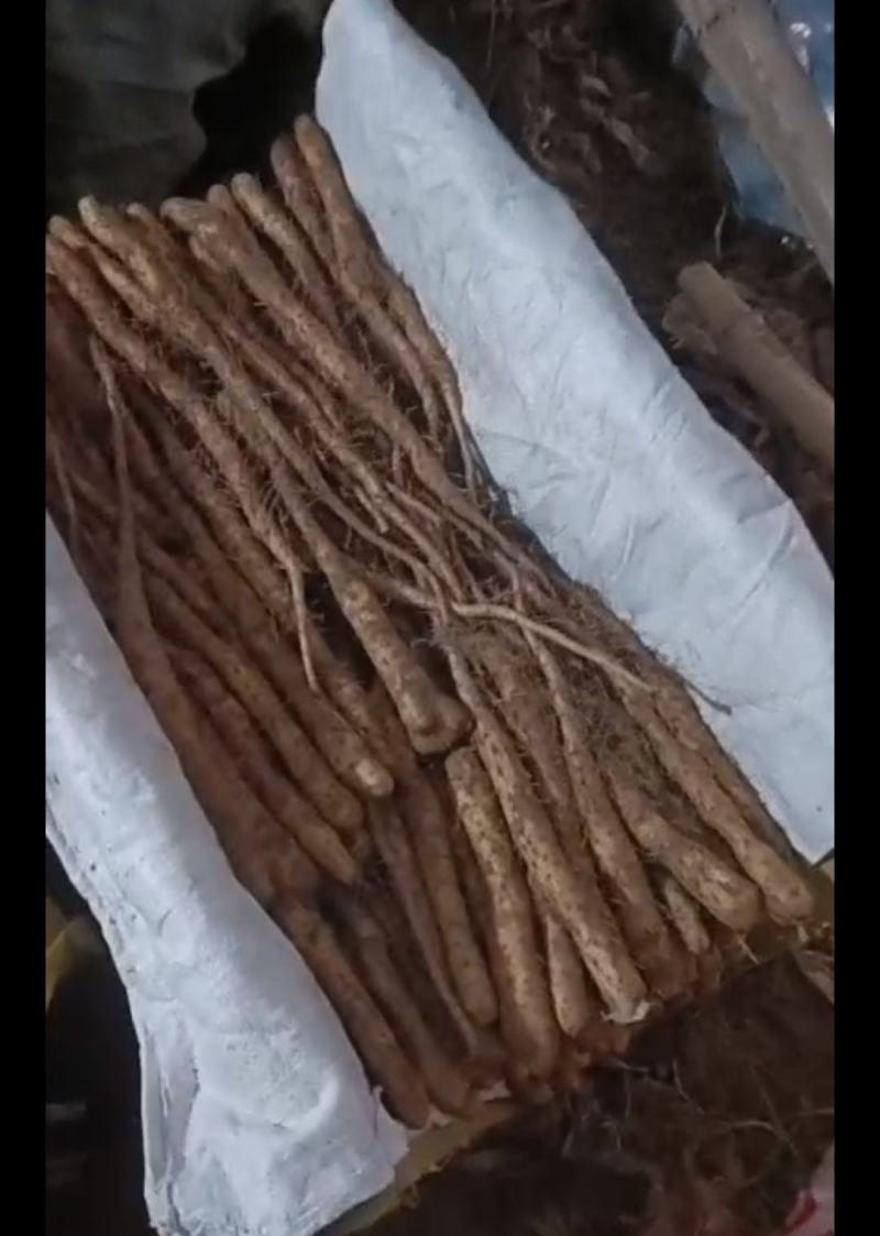 铁棍原种豆苗