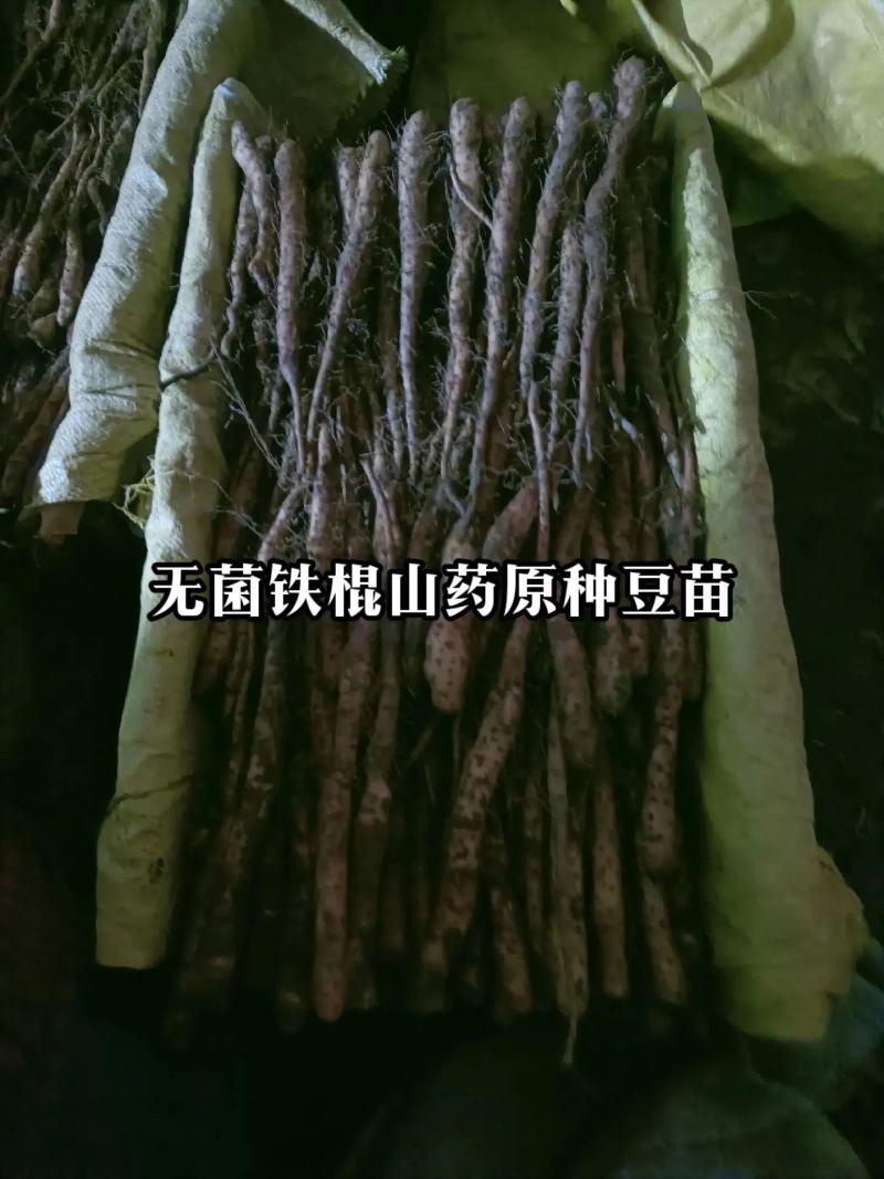 铁棍原种豆苗