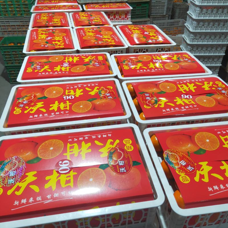 广西武鸣县沃柑