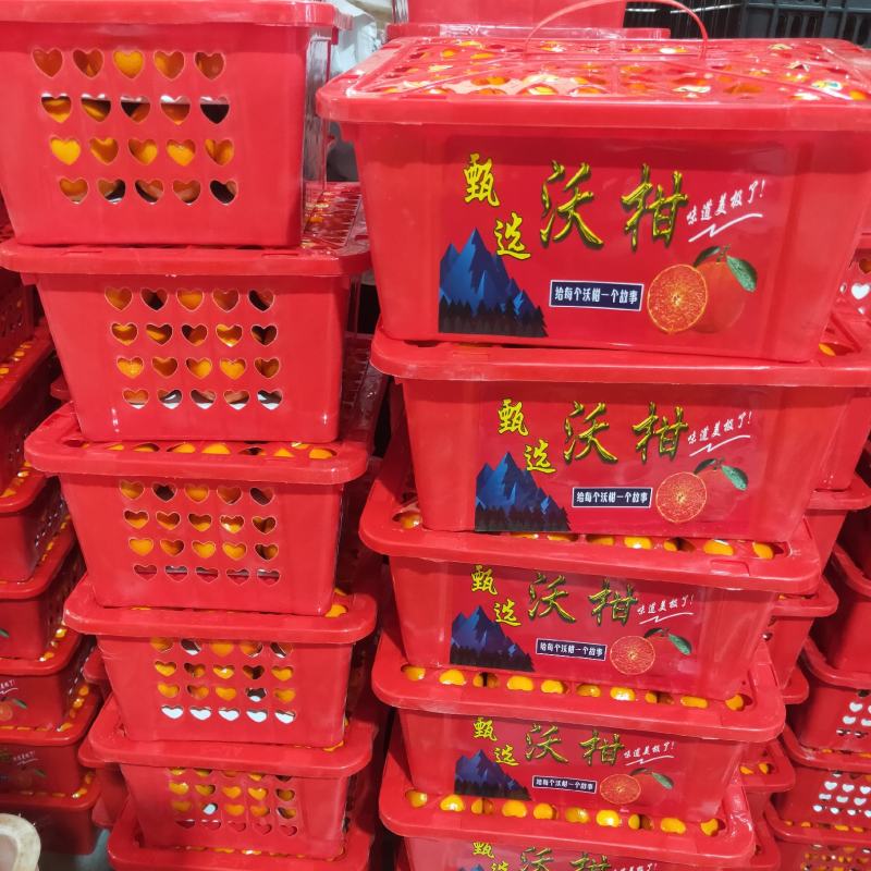 广西武鸣县沃柑