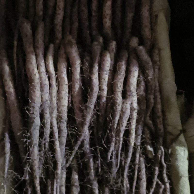 铁棍原种豆苗