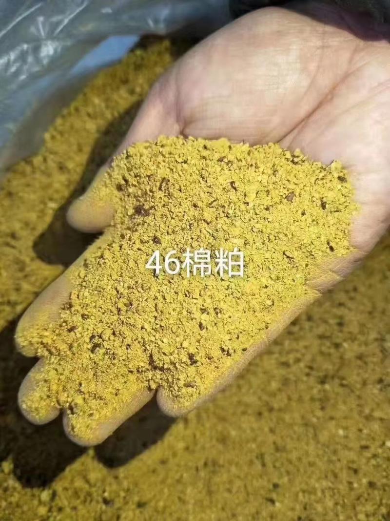 新疆优质棉壳棉粕