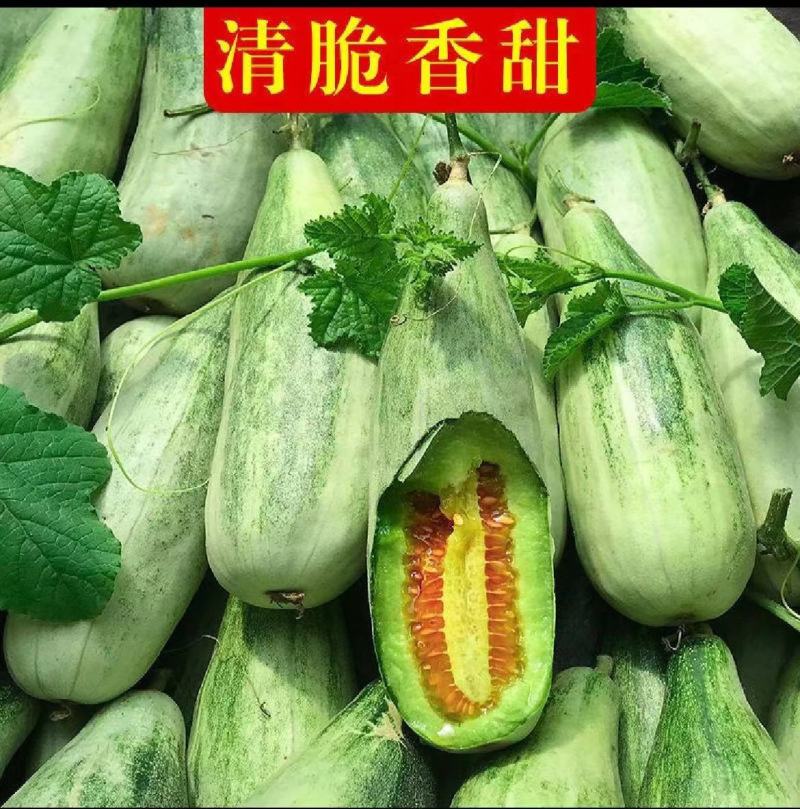 嫁接博洋九甜瓜苗嫁接羊角蜜苗嫁接绿宝博洋61博洋9号